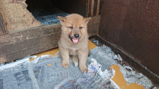 梓山犬、自分の子を選ぶ。猟犬の選び方？