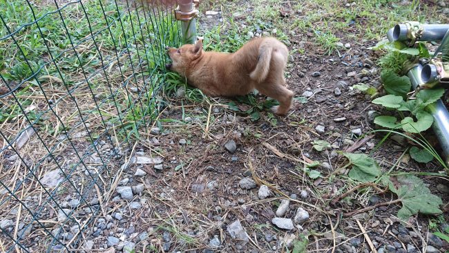 連日40度超え…犬が心配