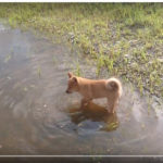 梓山犬 初めての水遊び