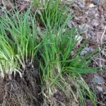 アサツキ カタクリの花が咲いたら山菜の始まり