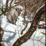 2日前のカモシカとイノシシ