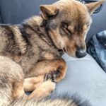 猟犬2頭がボロボロで帰ってきた。 うな1歳病院でやばい状況だった